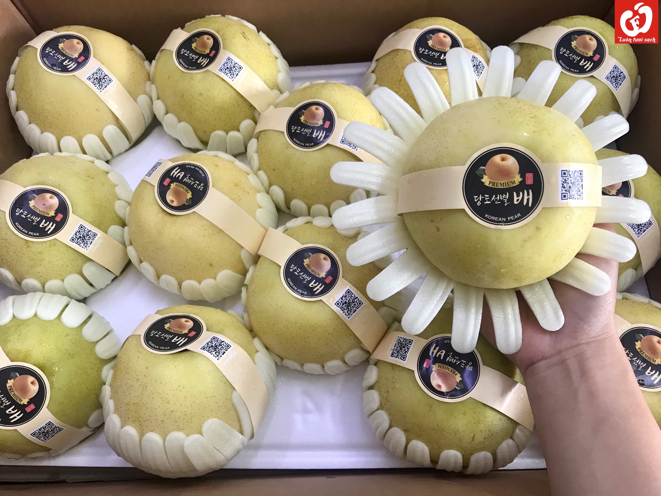 Lê Xanh Golden Hàn Quốc